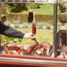 Barbecook Pedro Ember Grill Stainless Steel